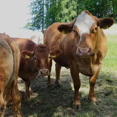 Leitingerhof タールガウ