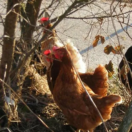 Leitingerhof Séjour à la ferme *
